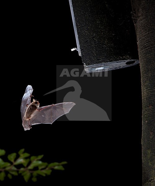 Franjestaart vliegend voor vleermuizenkast, Natterer's Bat flying in front of batbox stock-image by Agami/Theo Douma,