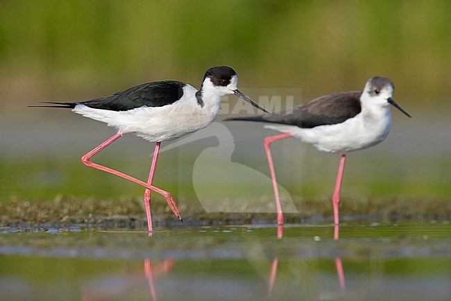 Black-winged Stilt (Himantopus himantopus), a couple standing in the water, Italy stock-image by Agami/Saverio Gatto,