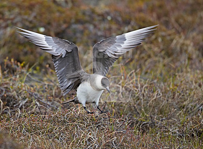 Landende Kleine Jager; Landing Parasitic Jaeger stock-image by Agami/Markus Varesvuo,