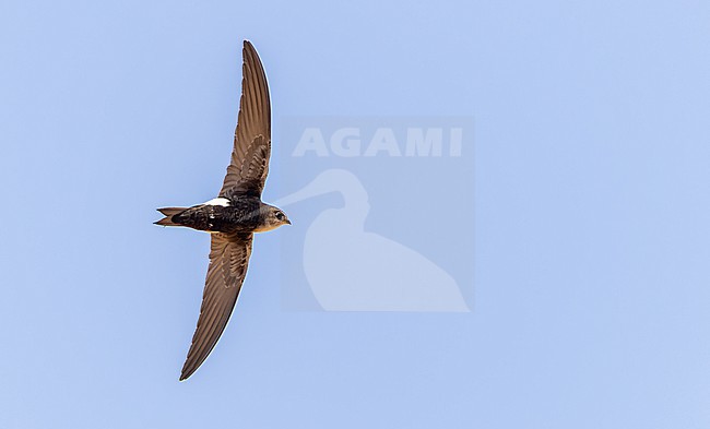 Horus Swift (Apus horus) in flight in Africa. stock-image by Agami/Ian Davies,