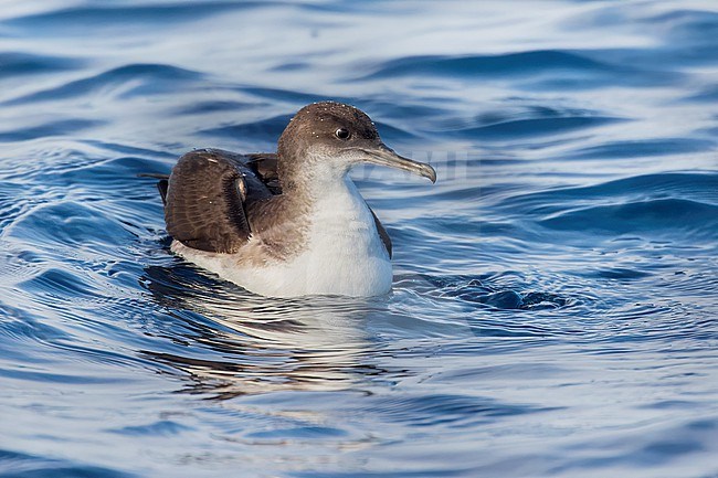 Yelkouan shearwaters breed on islands and coastal cliffs in the eastern and central Mediterranean. It is seen here sitting on a clear blue background of the Mediterranean Sea of the coast of Sardinia. stock-image by Agami/Jacob Garvelink,