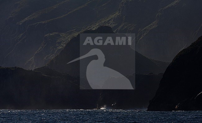 Gough Island, Tristan Archipel stock-image by Agami/Marc Guyt,