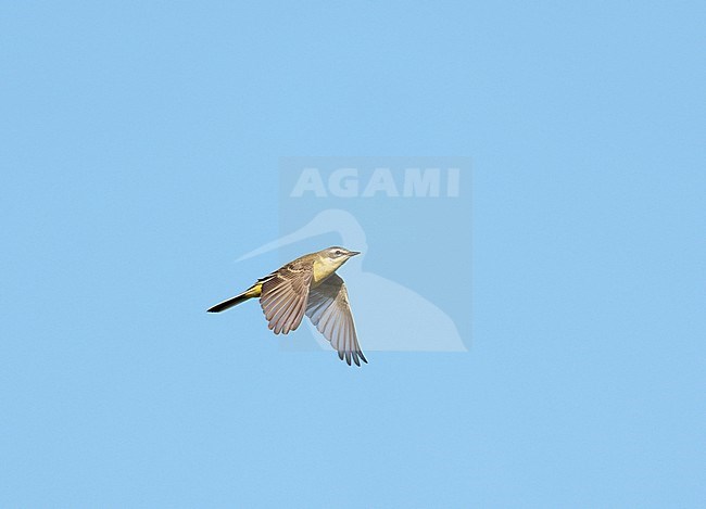 Adult female Blue-headed Wagtail (Motacilla flava flava) on migration, flying against blue sky in side view showing underside stock-image by Agami/Ran Schols,