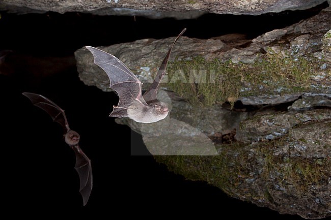 Schreibers vleermuis vliegend, Schreibers' bat flying, stock-image by Agami/Theo Douma,