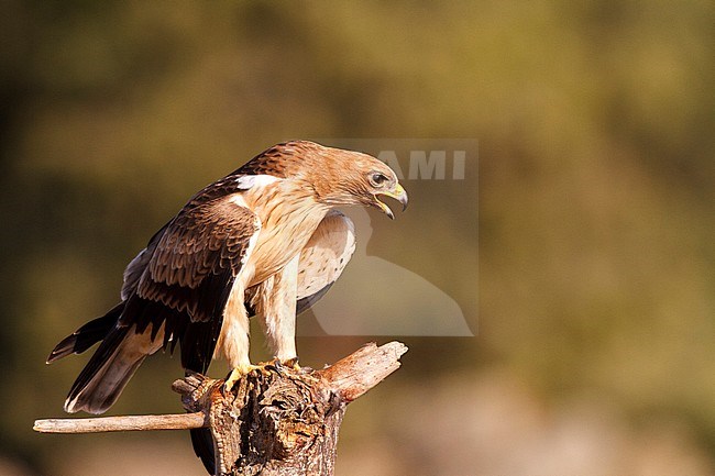 Booted Eagle (Hieraaetus pennatus) in Ávila (Spain) stock-image by Agami/Oscar Díez,