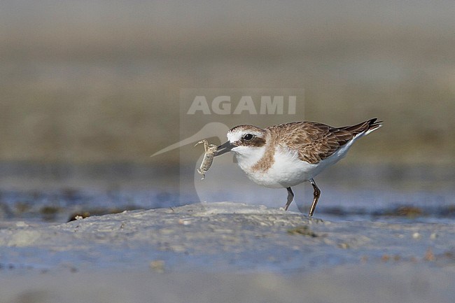 Greater Sand-Plover - WÃ¼stenregenpfeifer - Charadrius leschenaultii, Oman stock-image by Agami/Ralph Martin,