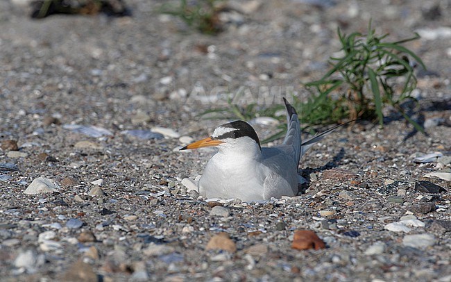 Little Tern (Sternula albifrons albifrons) adult incubating on nest at beach in Agersø, Denmark stock-image by Agami/Helge Sorensen,