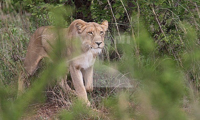 Female Lion (Panthera Leo) in Kruger National Park in South Africa. Stalking a possible prey. stock-image by Agami/Dani Lopez-Velasco,