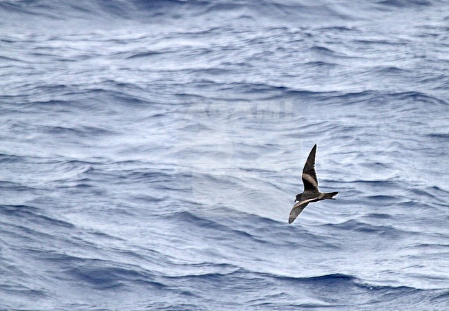Tristram's storm petrel (Oceanodroma tristrami) in flight over the northern pacific ocean south of Japan. stock-image by Agami/Pete Morris,