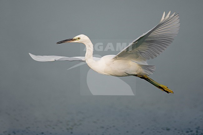 Kleine Zilverreiger in de vlucht; Little Egret in flight stock-image by Agami/Daniele Occhiato,