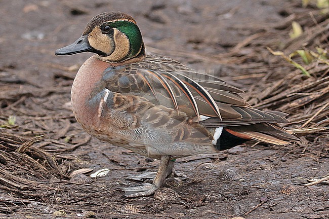 Captive Baikal Teal, Sibirionetta formosa. stock-image by Agami/Renate Visscher,