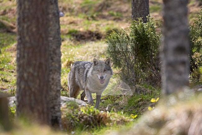 Wolf in Fins bos; Grey Wolf in Finnish forest stock-image by Agami/Jari Peltomäki,