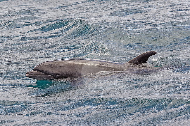 Common bottlenose Dolphin, Tursiops truncatus, off the Galapagos Islands, part of the Republic of Ecuador. stock-image by Agami/Pete Morris,