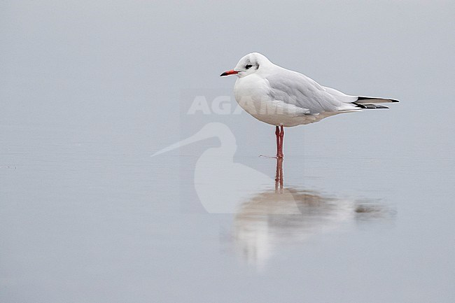 Black-heade Gull (Chroicocephalus ridibundus), side view of an adult in winter plumage standing in the water, Campania, Italy stock-image by Agami/Saverio Gatto,
