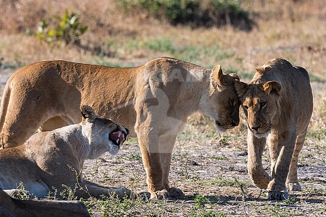 Lions, Panthera leo, greeting. Savuti, Chobe National Park, Botswana stock-image by Agami/Sergio Pitamitz,