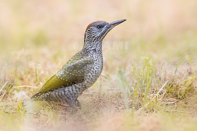 Immature Green Woodpecker, Picus viridis, in Italy. Standing on the ground. stock-image by Agami/Daniele Occhiato,