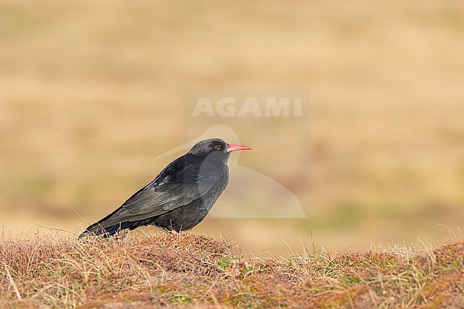 Red-billed chough (Pyrrhocorax pyrrhocorax) sitting on the grass of the moor, in Ouessant, France. stock-image by Agami/Sylvain Reyt,
