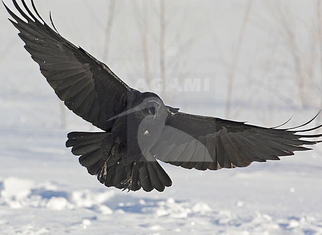 Common Raven flying; Raaf vliegend stock-image by Agami/Markus Varesvuo,