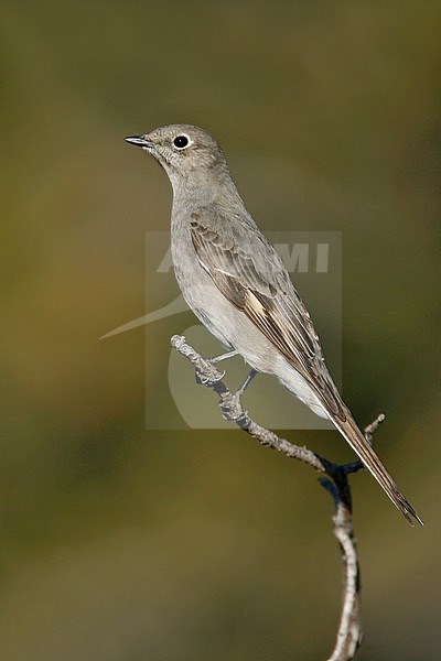 Adult 
Socorro Co., NM
December 2007 stock-image by Agami/Brian E Small,