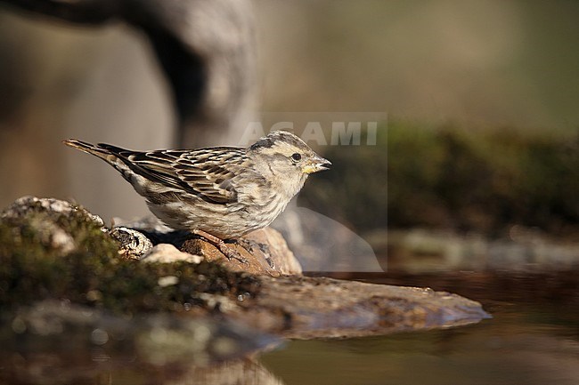 Wintering Rock Sparrow (Petronia petronia) at Sierra de San Pedro, Extremadura, Spain. Drinking from forest pool. stock-image by Agami/Helge Sorensen,