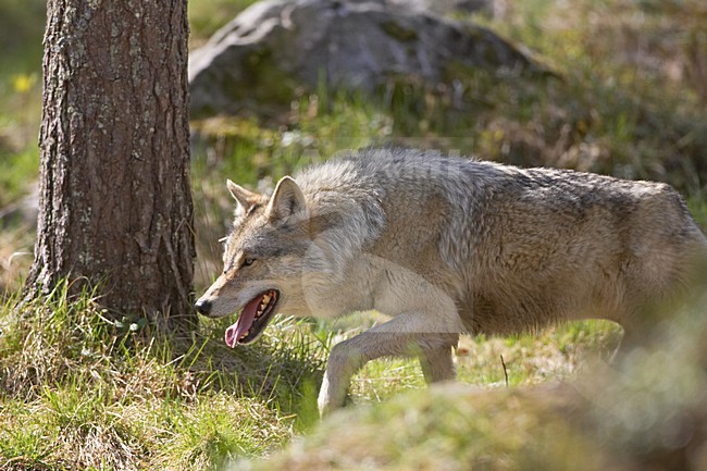 Wolf in Fins bos; Grey Wolf in Finnish forest stock-image by Agami/Jari Peltomäki,