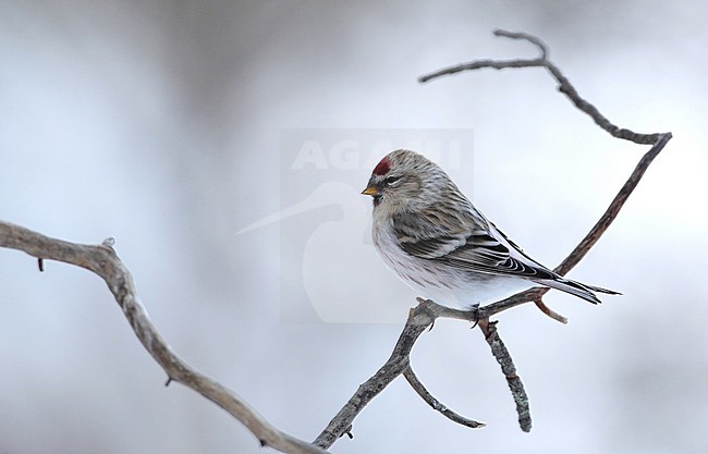 Arctic Redpoll, Acanthis hornemanni exilipes, at Kaamanen, Ivalo, Finland stock-image by Agami/Helge Sorensen,