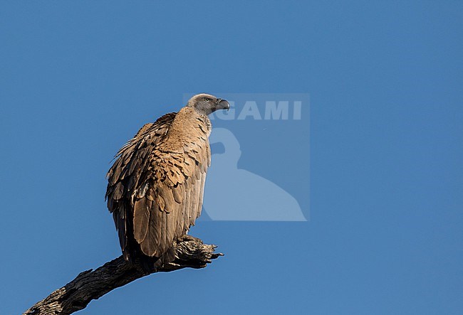 African White-backed Vulture, Gyps africanus, in South Africa. stock-image by Agami/Pete Morris,