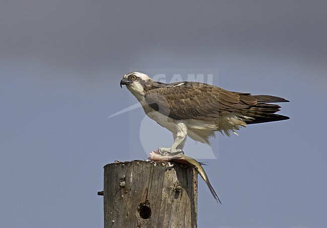 Osprey perched on a pole with a fish; Visarend zittend op een paal met een vis stock-image by Agami/Jari Peltomäki,