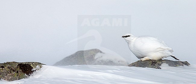 Mannetje Alpensneeuwhoen in de sneeuw, Male Rock Ptarmigan in the snow stock-image by Agami/Markus Varesvuo,