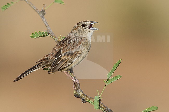 Adult
Pima Co., AZ
July 2007 stock-image by Agami/Brian E Small,