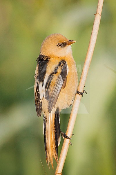 Juvenile male Bearded Reedling (Panurus biarmicus) perched in a reed bed on nature reserve Lentevreugd near Katwijk in the Netherlands. stock-image by Agami/Menno van Duijn,