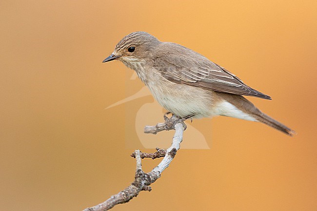 Spotted Flycarcher (Muscicapa striata), side view of an adult perched on a branch, Campania, Italy stock-image by Agami/Saverio Gatto,