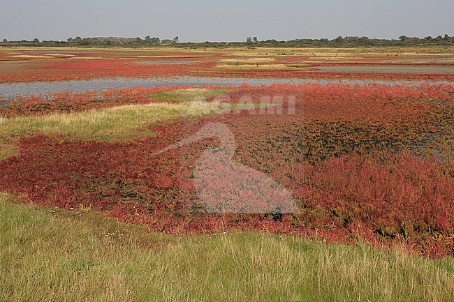 De Slikken van Flakkee in het najaar. Door massaal verkleurend Schorrekruid kleuren grote delen van het gebied donkerrood. stock-image by Agami/Jacques van der Neut,