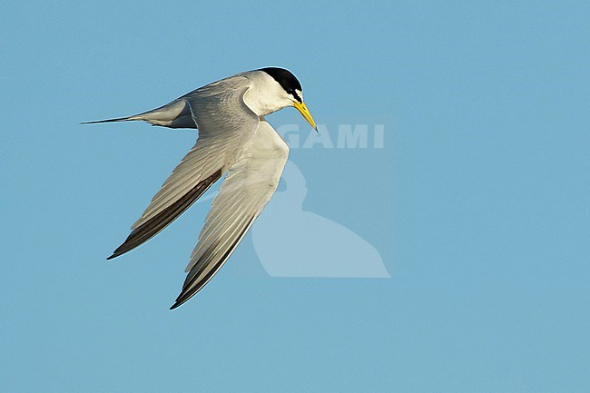 Adult Least Tern (Sternula antillarum) in summer plumage flying against blue sky in Galveston County, Texas, USA. stock-image by Agami/Brian E Small,