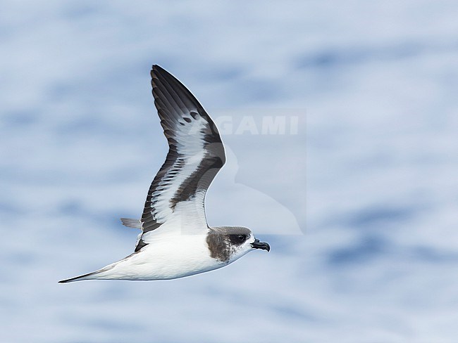 Bermuda Petrel (Pterodroma cahow) in flight off the coast of Bermuda. stock-image by Agami/Marc Guyt,