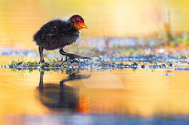 Juvenile Eurasian Coot (Fulica atra) in Italy. stock-image by Agami/Daniele Occhiato,