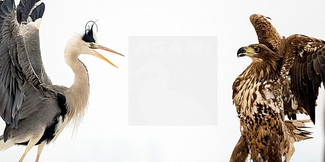 Mexican standoff between a Grey Heron (Ardea cinerea) and a White-tailed Eagle (Haliaeetus albicilla) during a cold winter in Hungary. Fighting for food. stock-image by Agami/Bence Mate,
