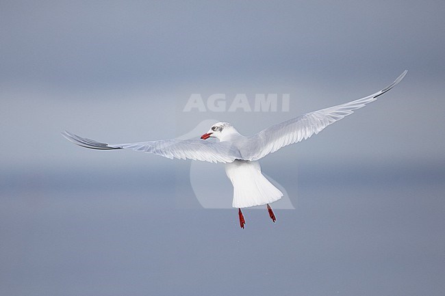 Mediterranean Gull (Ichthyaetus melanocephalus), adult in flight, with the grey sky as background stock-image by Agami/Sylvain Reyt,