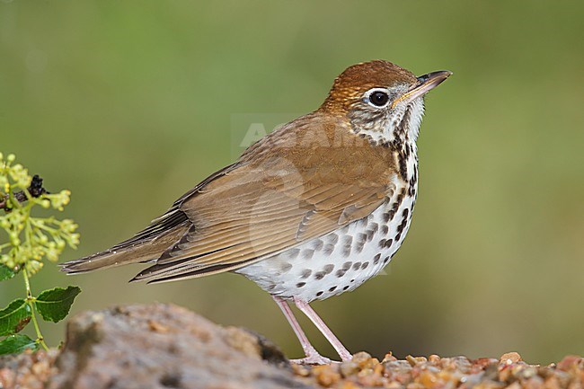 Amerikaanse Boslijster, Wood Thrush, Hylocichla mustelina (Texas) stock-image by Agami/Brian E Small,