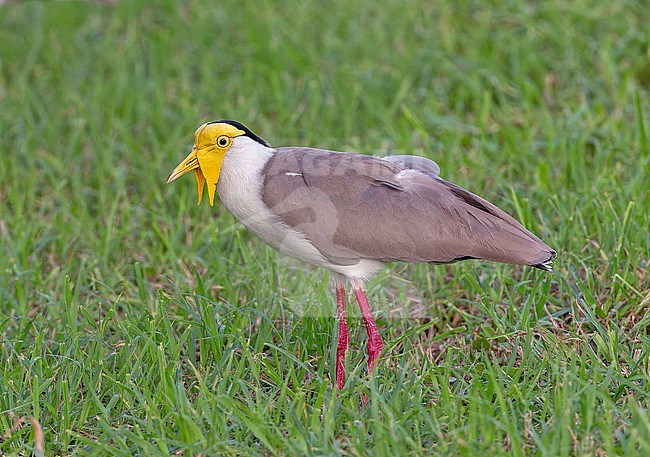 Adult Masked lapwing (Vanellus miles miles) in Papua New Guinea. stock-image by Agami/Pete Morris,