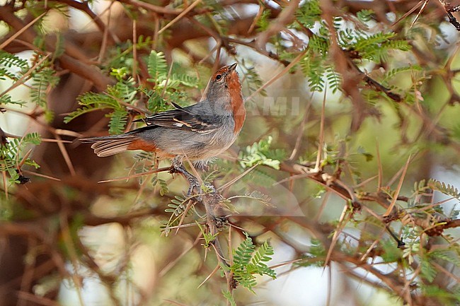 Tamarugo Conebill (Conirostrum tamarugense) in Chile. stock-image by Agami/Dani Lopez-Velasco,