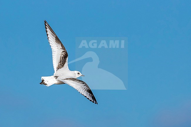 1st winter Ross's Gull flying over the deck in Vlissingen, Zeeland, The Netherlands. February 5, 2018. stock-image by Agami/Vincent Legrand,