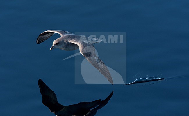 Noordse Stormvogel vliegend boven spiegelglad water; Northern Fulmar flying above arctic water stock-image by Agami/Marc Guyt,