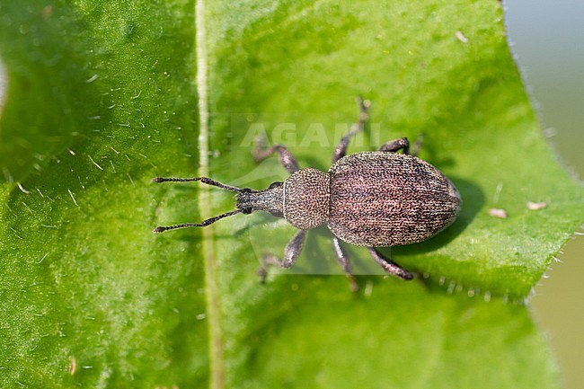 Otiorhynchus ligustici - Alfalfa snout beetle - Kleeluzerne-Rüssler, Germany (Baden-Württemberg), imago stock-image by Agami/Ralph Martin,