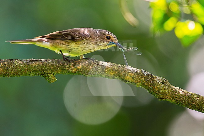 Spotted Flycatcher, Muscicapa striata stock-image by Agami/Wil Leurs,