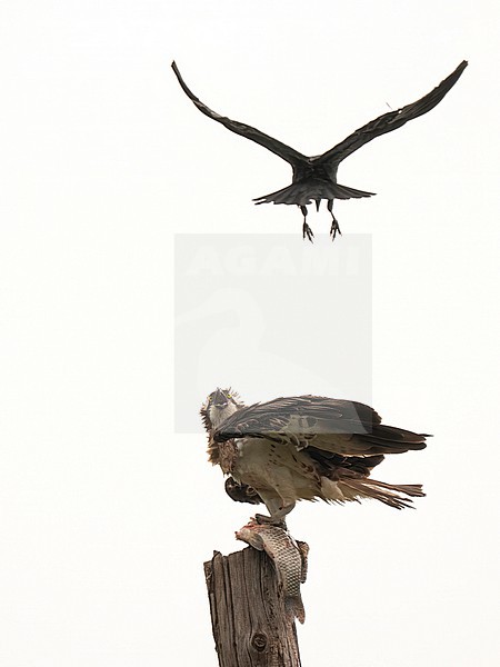 Osprey harassed by a crow stock-image by Agami/Han Bouwmeester,