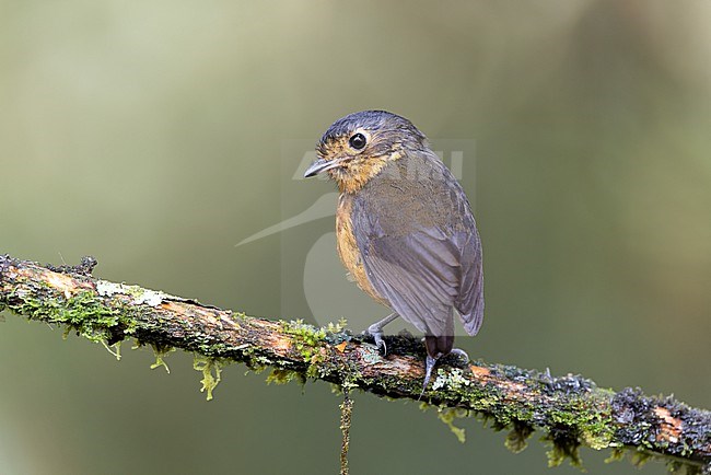 Slated-crowned Antpitta (Grallaria nana occidentalis) perched on a branch in the central mountain range of the Colombian Andes. stock-image by Agami/Rafael Armada,
