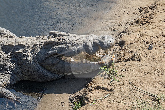 Nile crocodile (Crocodylus niloticus) in South Africa. stock-image by Agami/Pete Morris,