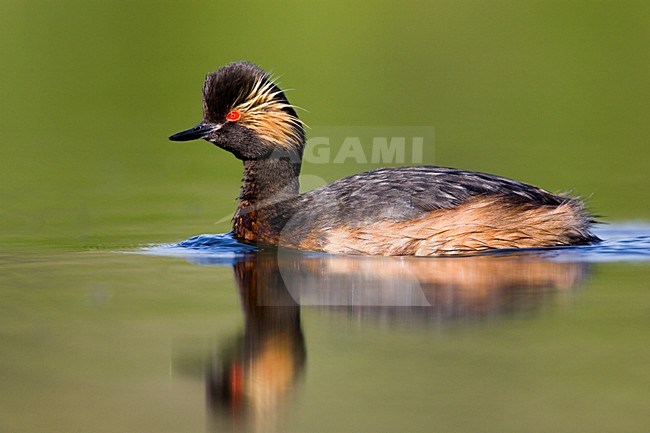 Volwassen Geoorde Fuut in zomerkleed; Adult Black-necked Grebe in summer plumage stock-image by Agami/Menno van Duijn,