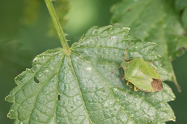Palomena prasina - Green shield bug - Grüne Stinkwanze, Germany, imago stock-image by Agami/Ralph Martin,